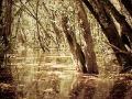 bosque