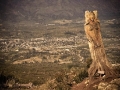 bosque_tallado3